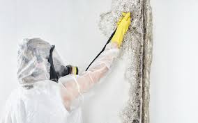 Best Commercial Mold Inspection  in Dulce, NM